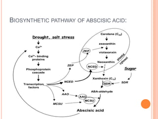 BIOSYNTHETIC PATHWAY OF ABSCISIC ACID:
 