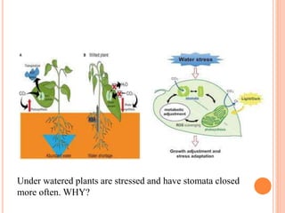 Under watered plants are stressed and have stomata closed
more often. WHY?
 