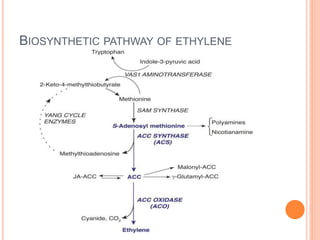BIOSYNTHETIC PATHWAY OF ETHYLENE
 