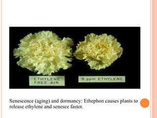 Senescence (aging) and dormancy: Ethephon causes plants to
release ethylene and senesce faster.
 