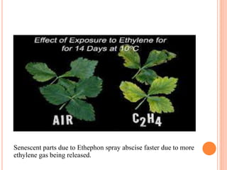 Senescent parts due to Ethephon spray abscise faster due to more
ethylene gas being released.
 