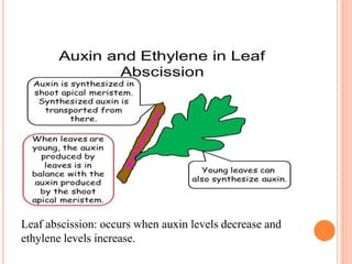 Leaf abscission: occurs when auxin levels decrease and
ethylene levels increase.
 