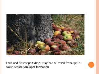 Fruit and flower part drop: ethylene released from apple
cause separation layer formation.
 