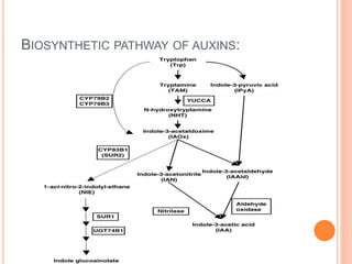 BIOSYNTHETIC PATHWAY OF AUXINS:
 