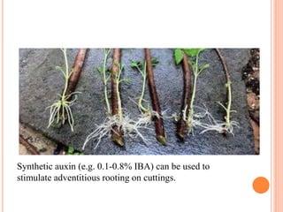 Synthetic auxin (e.g. 0.1-0.8% IBA) can be used to
stimulate adventitious rooting on cuttings.
 
