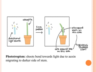 Phototropism: shoots bend towards light due to auxin
migrating to darker side of stem.
 