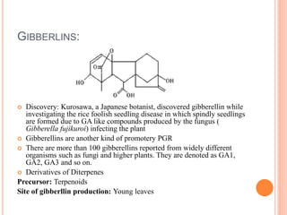 GIBBERLINS:
 Discovery: Kurosawa, a Japanese botanist, discovered gibberellin while
investigating the rice foolish seedling disease in which spindly seedlings
are formed due to GA like compounds produced by the fungus (
Gibberella fujikuroi) infecting the plant
 Gibberellins are another kind of promotery PGR
 There are more than 100 gibberellins reported from widely different
organisms such as fungi and higher plants. They are denoted as GA1,
GA2, GA3 and so on.
 Derivatives of Diterpenes
Precursor: Terpenoids
Site of gibberllin production: Young leaves
 