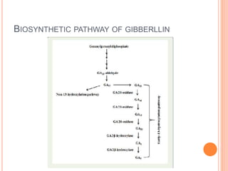 BIOSYNTHETIC PATHWAY OF GIBBERLLIN
 