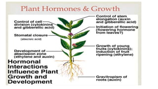 Plant Growth Regulators Plant Harmone Phytoharmone. PHARMACOGNOSY & Phytochemistry-I (BP405T)Unit-IIPart-3