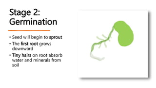 The Root Grows First Plant Growth Stages Teacher Slidefths.pptx
