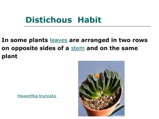 Plant Habit ....Plant Habit ..... How plants grow in different forms | PPT