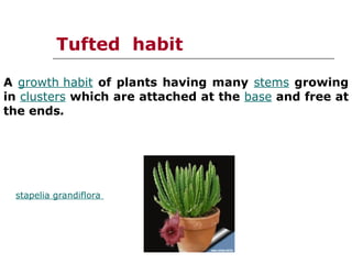 Plant Habit ....Plant Habit ..... How plants grow in different forms | PPT