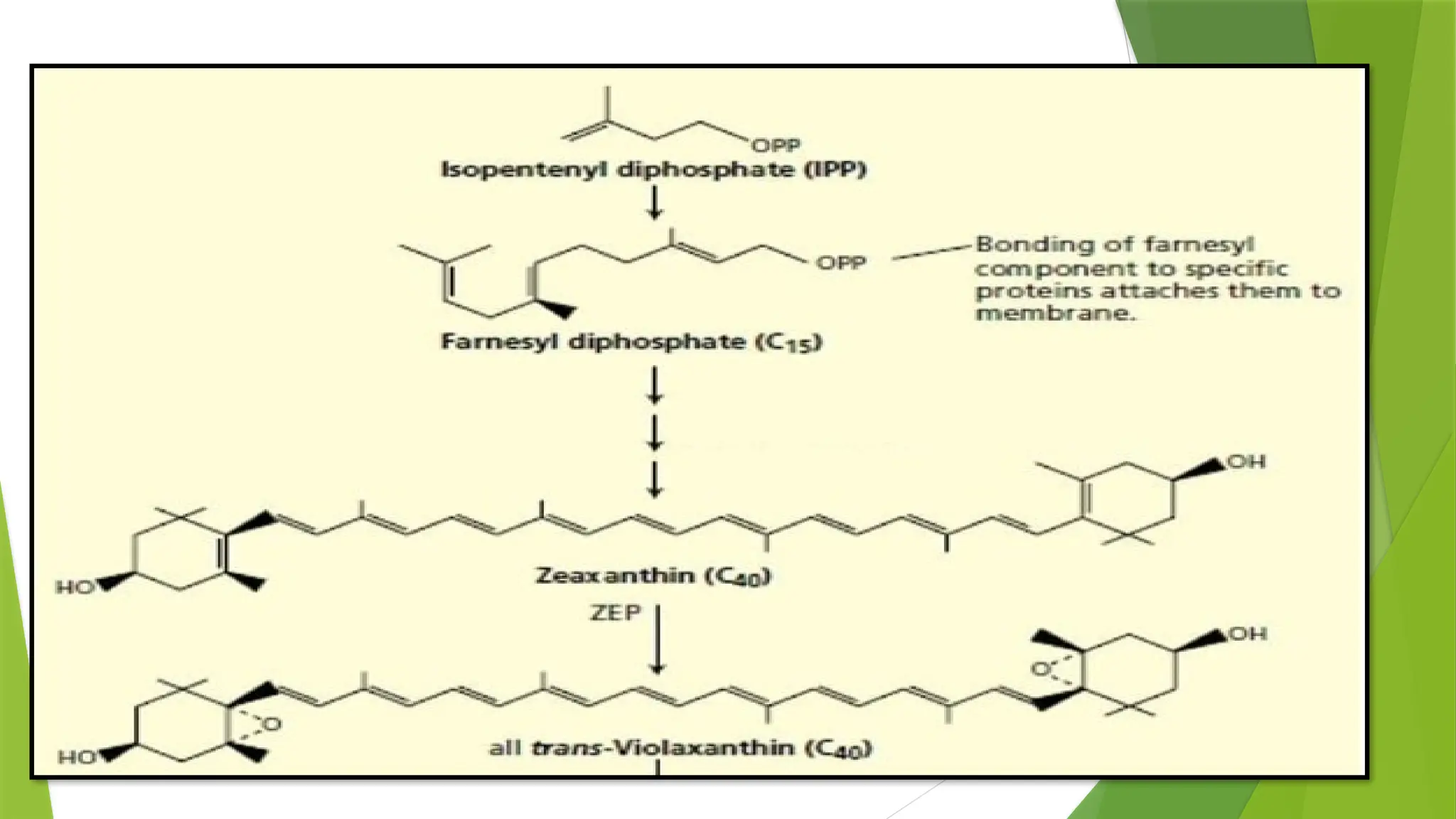 plant harmone- abscisic acid & ethylene and mechanism of action | PPTX
