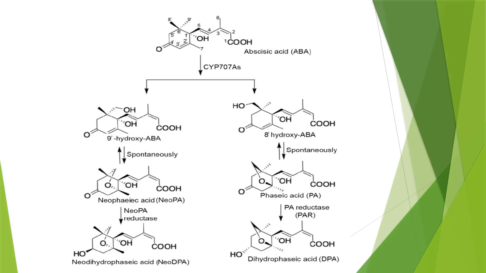 plant harmone- abscisic acid & ethylene and mechanism of action | PPTX