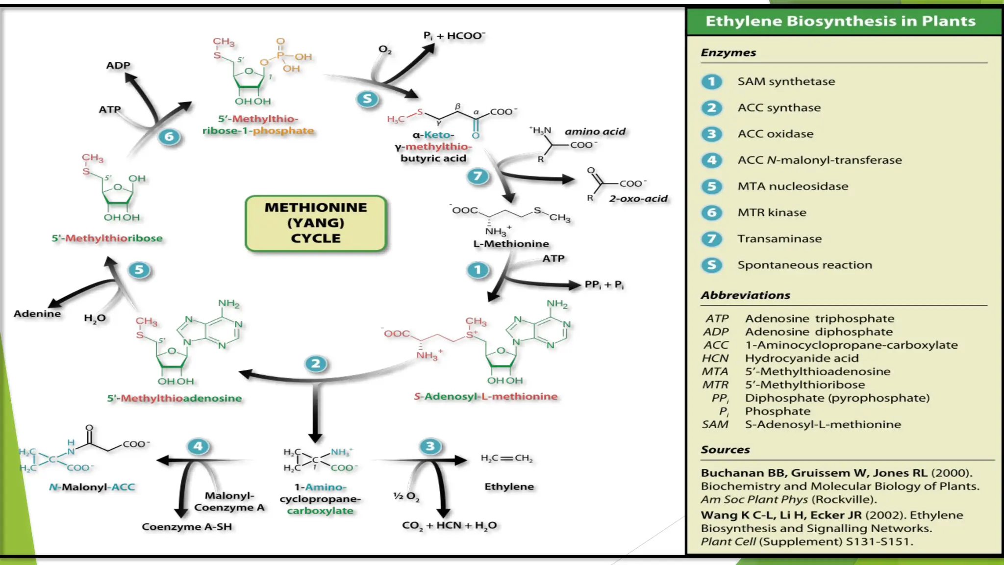 plant harmone- abscisic acid & ethylene and mechanism of action | PPTX