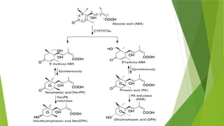 plant harmone- abscisic acid & ethylene and mechanism of action | PPTX