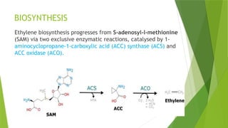 plant harmone- abscisic acid & ethylene and mechanism of action | PPTX