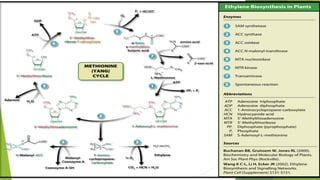 plant harmone- abscisic acid & ethylene and mechanism of action | PPTX