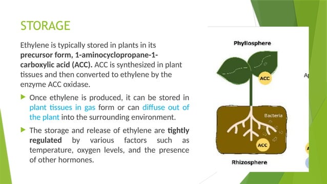 plant harmone- abscisic acid & ethylene and mechanism of action | PPTX