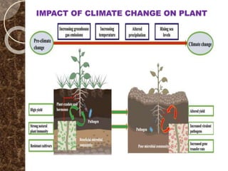 Impact of Climate Change on Plant Health and Agricultural ...