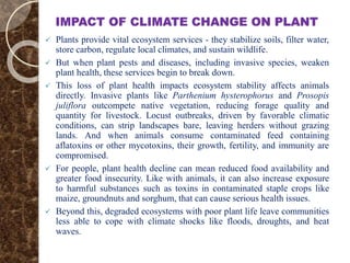 IMPACT OF CLIMATE CHANGE ON PLANT
 Plants provide vital ecosystem services - they stabilize soils, filter water,
store carbon, regulate local climates, and sustain wildlife.
 But when plant pests and diseases, including invasive species, weaken
plant health, these services begin to break down.
 This loss of plant health impacts ecosystem stability affects animals
directly. Invasive plants like Parthenium hysterophorus and Prosopis
juliflora outcompete native vegetation, reducing forage quality and
quantity for livestock. Locust outbreaks, driven by favorable climatic
conditions, can strip landscapes bare, leaving herders without grazing
lands. And when animals consume contaminated feed containing
aflatoxins or other mycotoxins, their growth, fertility, and immunity are
compromised.
 For people, plant health decline can mean reduced food availability and
greater food insecurity. Like with animals, it can also increase exposure
to harmful substances such as toxins in contaminated staple crops like
maize, groundnuts and sorghum, that can cause serious health issues.
 Beyond this, degraded ecosystems with poor plant life leave communities
less able to cope with climate shocks like floods, droughts, and heat
waves.
 