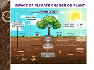 IMPACT OF CLIMATE CHANGE ON PLANT
 