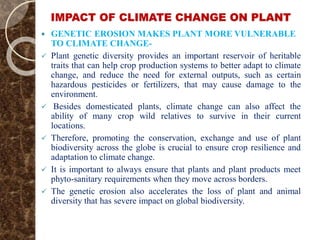 IMPACT OF CLIMATE CHANGE ON PLANT
 GENETIC EROSION MAKES PLANT MORE VULNERABLE
TO CLIMATE CHANGE-
 Plant genetic diversity provides an important reservoir of heritable
traits that can help crop production systems to better adapt to climate
change, and reduce the need for external outputs, such as certain
hazardous pesticides or fertilizers, that may cause damage to the
environment.
 Besides domesticated plants, climate change can also affect the
ability of many crop wild relatives to survive in their current
locations.
 Therefore, promoting the conservation, exchange and use of plant
biodiversity across the globe is crucial to ensure crop resilience and
adaptation to climate change.
 It is important to always ensure that plants and plant products meet
phyto-sanitary requirements when they move across borders.
 The genetic erosion also accelerates the loss of plant and animal
diversity that has severe impact on global biodiversity.
 