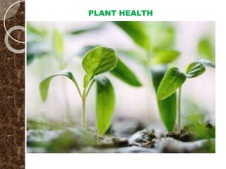 PLANT HEALTH
 
