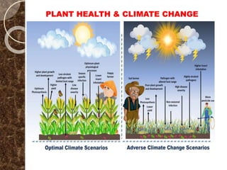 PLANT HEALTH & CLIMATE CHANGE
 
