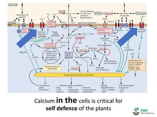 Jasmonic Acid as Elicitor >>>>>>>>>>
Salicylic acid as Elicitor >>>>>>>>>>>>>>>>>
The plants natural defence system
 