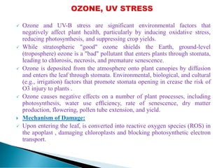  Ozone and UV-B stress are significant environmental factors that
negatively affect plant health, particularly by inducing oxidative stress,
reducing photosynthesis, and suppressing crop yields.
 While stratospheric "good" ozone shields the Earth, ground-level
(troposphere) ozone is a "bad" pollutant that enters plants through stomata,
leading to chlorosis, necrosis, and premature senescence.
 Ozone is deposited from the atmosphere onto plant canopies by diffusion
and enters the leaf through stomata. Environmental, biological, and cultural
(e.g., irrigation) factors that promote stomata opening in crease the risk of
O3 injury to plants .
 Ozone causes negative effects on a number of plant processes, including
photosynthesis, water use efficiency, rate of senescence, dry matter
production, flowering, pollen tube extension, and yield.
 Mechanism of Damage:
 Upon entering the leaf, is converted into reactive oxygen species (ROS) in
the apoplast , damaging chloroplasts and blocking photosynthetic electron
transport.
 