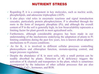  Regarding P, it is a component in key molecules, such as nucleic acids,
phospholipids, and adenosine triphosphate (ATP).
 It also plays vital roles in enzymatic reactions and signal transduction
cascades, particularly protein phosphorylation. P is absorbed through the
roots in the form of inorganic phosphate (Pi), and although the overall
content of P in the soil is generally high, its low bioavailability represents a
limiting factor for plant growth in most agricultural soils.
 Furthermore, although considerable progress has been made in our
understanding of the mechanisms underlying the adaptation of plants to Pi
limiting conditions during the past few years, less is known about adaptive
mechanisms to Pi excess conditions.
 As for K, it is involved in different cellular processes controlling
photosynthesis and chloroplast function, stomata-opening control, and
turgor pressure regulation.
 Despite the abundance of K in most soils, only a small portion can be
readily absorbed by plants. Detection of K deficiency triggers the
activation of K channels and transporters in the plant, which is sometimes
accompanied by the induction of other cellular processes that are also
regulated by Ca2+, hormones, and ROS.
 