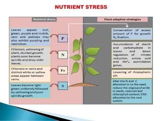 Plant Health in response to Plant stress Physiology | PDF