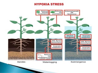 Plant Health in response to Plant stress Physiology | PDF