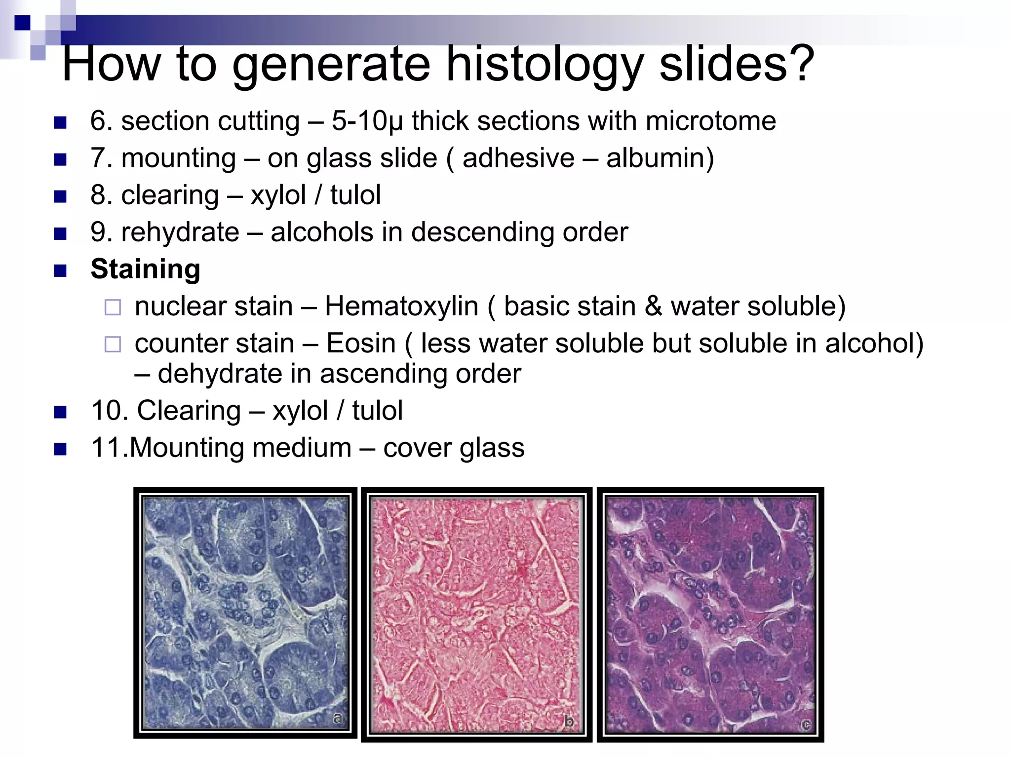 Plant histology | PDF
