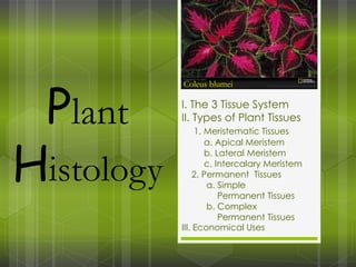 I. The 3 Tissue System
II. Types of Plant Tissues
1. Meristematic Tissues
a. Apical Meristem
b. Lateral Meristem
c. Intercalary Meristem
2. Permanent Tissues
a. Simple
Permanent Tissues
b. Complex
Permanent Tissues
III. Economical Uses
Plant
Histology
Coleus blumei
 