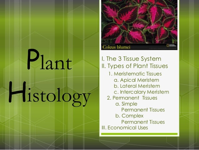3 types of plant tissue