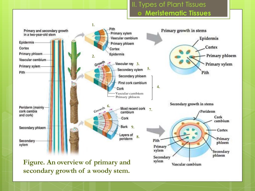 Plant histology