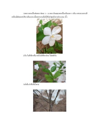 1)ดอก ดอกแป็นช่อดอก ช่อละ 5 - 10 ดอก ลักษณะดอกเป็นกลีบแยก 5 กลีบ เกสรตรงกลางสี
เหลืองมีฝอยเกสรสีขาวล้อมรอบ เมื่อดอกบานเต็มที่เส้นผ่าศูนย์กลางประมาณ 1นิ้ว
2)ใบ ใบสีเขียวเข็ม หลังใบสีเขียวอ่อน ไม่ผลัดใบ
3)ลําต้น ลําต้นสีนํ้าตาล
-
 