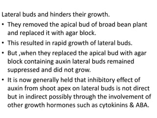 Lateral buds and hinders their growth.
• They removed the apical bud of broad bean plant
and replaced it with agar block.
• This resulted in rapid growth of lateral buds.
• But ,when they replaced the apical bud with agar
block containing auxin lateral buds remained
suppressed and did not grow.
• It is now generally held that inhibitory effect of
auxin from shoot apex on lateral buds is not direct
but in indirect possibly through the involvement of
other growth hormones such as cytokinins & ABA.
 