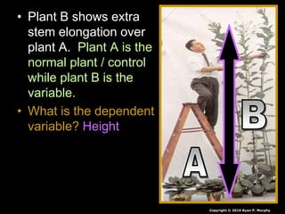 • Plant B shows extra
stem elongation over
plant A. Plant A is the
normal plant / control
while plant B is the
variable.
• What is the dependent
variable? Height
Copyright © 2010 Ryan P. Murphy
 