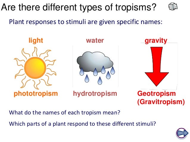 What are three types of tropism?