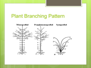 Plant hormones | PPTX
