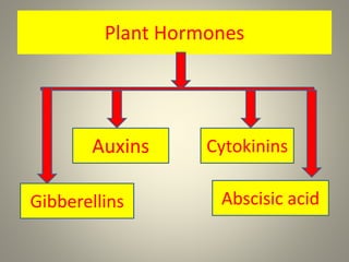 Plant Hormones
Gibberellins
Auxins Cytokinins
Abscisic acid
 