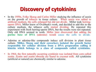 Discovery of cytokinins
• In the 1950s, Folke Skoog and Carlos Miller studying the influence of auxin
on the growth of tobacco in tissue culture. When auxin was added to
artificial medium, the cells enlarged but did not divide. Miller took herring-
sperm DNA. Miller knew of Overbeek's work, and decided to add this to the
culture medium, the tobacco cells started dividing. He repeated this
experiment with fresh herring-sperm DNA, but the results were not repeated.
Only old DNA seemed to work. Miller later discovered that adding the
purine base of DNA (adenine) would cause the cells to divide.
• Adenine or adenine-like compounds induce cell division in plant tissue
culture. Miller, Skoog and their coworkers isolated the growth factor
responsible for cellular division from a DNA preparation calling it
kinetin which belongs to a class of compounds called cytokinins.
• In 1964, the first naturally occurring cytokinin was isolated from corn called
zeatin. Zeatin and zeatin riboside are found in coconut milk. All cytokinins
(artificial or natural) are chemically similar to adenine.
 