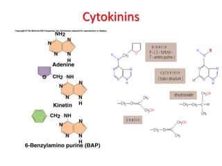 Cytokinins
 