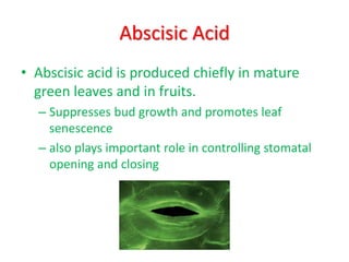 Abscisic Acid
• Abscisic acid is produced chiefly in mature
green leaves and in fruits.
– Suppresses bud growth and promotes leaf
senescence
– also plays important role in controlling stomatal
opening and closing
 