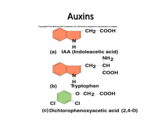 Auxins
 