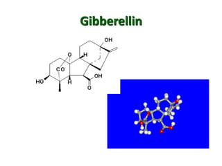 Gibberellin
 