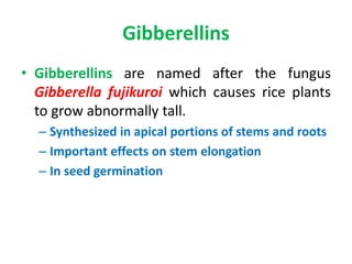 Gibberellins
• Gibberellins are named after the fungus
Gibberella fujikuroi which causes rice plants
to grow abnormally tall.
– Synthesized in apical portions of stems and roots
– Important effects on stem elongation
– In seed germination
 